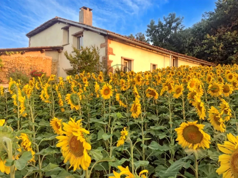 Un champ de tournesols en fleurs devant une maison rustique sous un ciel bleu.