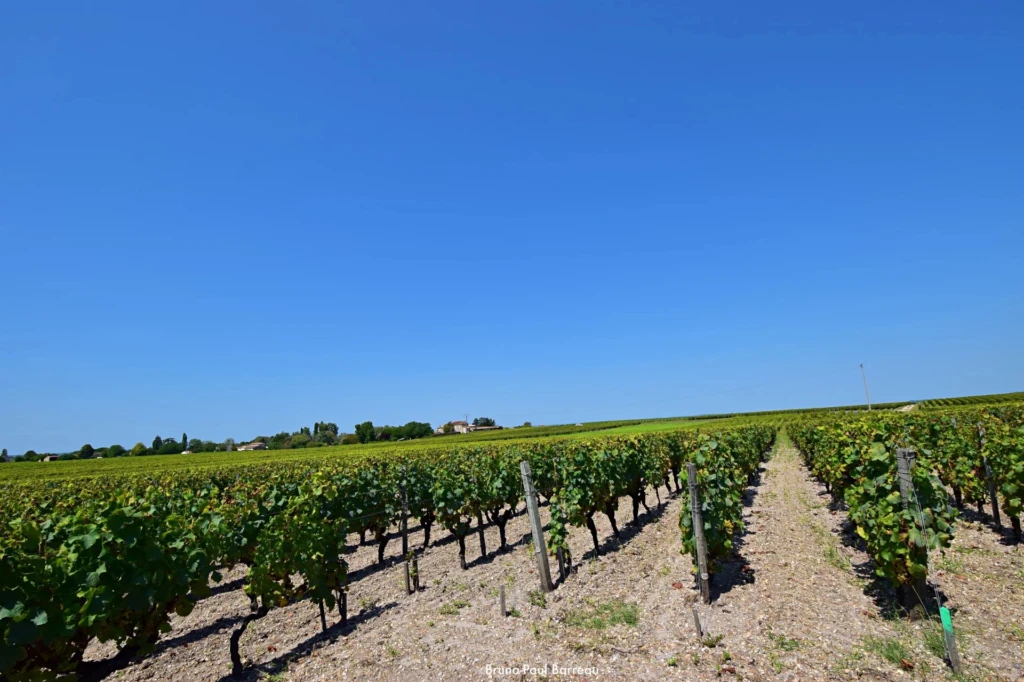 CHATEAU TRILLON - SAUTERNES