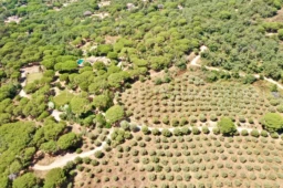 Un magnifique terrain arboré avec des plantations bien entretenues, idéal pour une propriété privée.