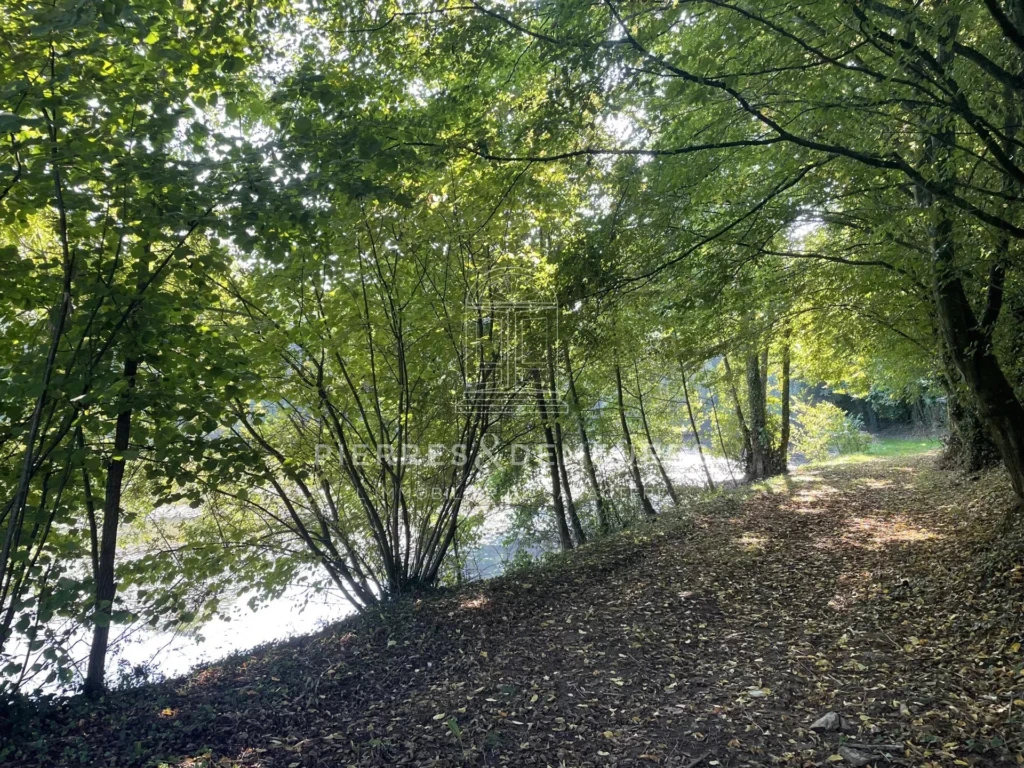 sous bois-étang-calme-se ressourcer-pêcher-détente-forêt de Tronçais