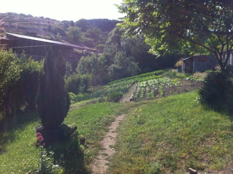 Photo 11