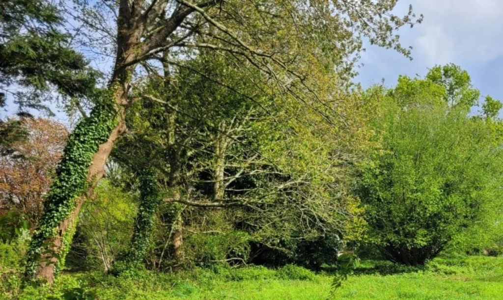 Photo 4