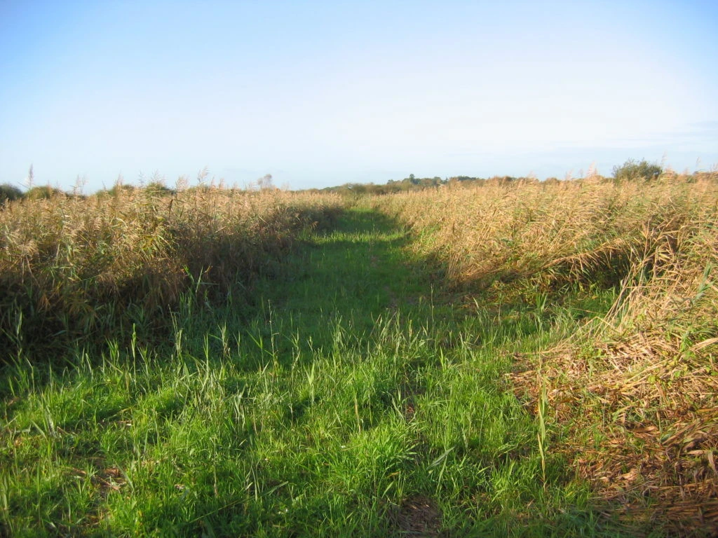 MARAIS DE 26 HA AVEC HUTTE ET ROSELIERES 1