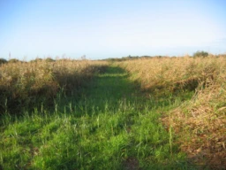 MARAIS DE 26 HA AVEC HUTTE ET ROSELIERES 1