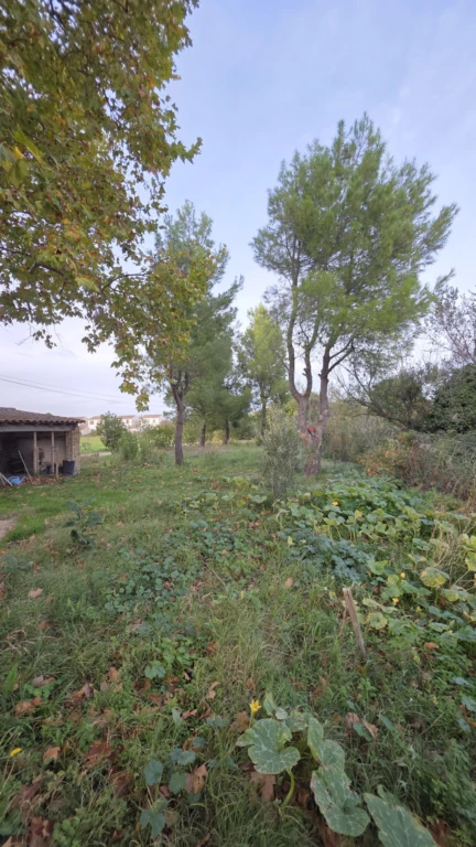 Jardin