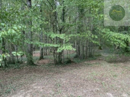 terrain arboré