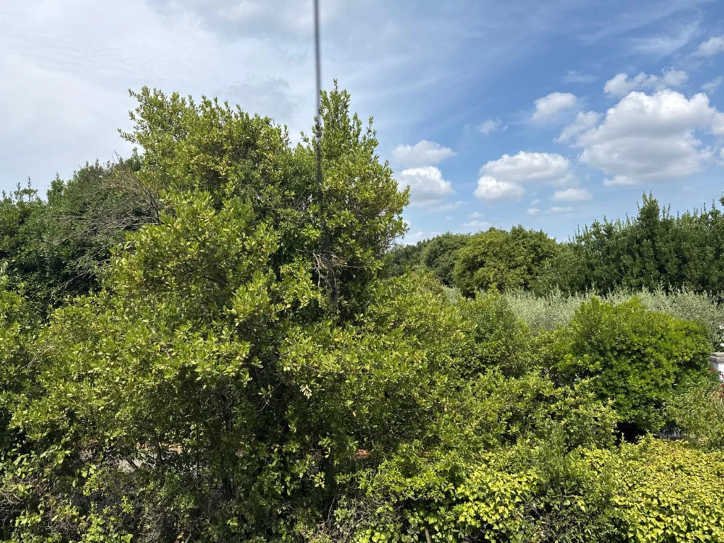 vue arboré