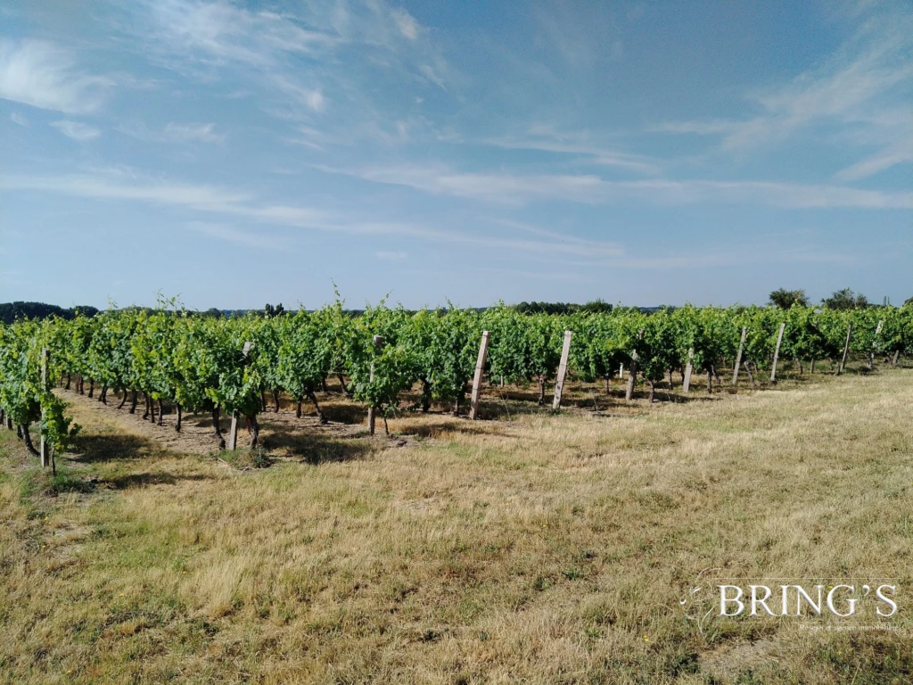 Vignoble.