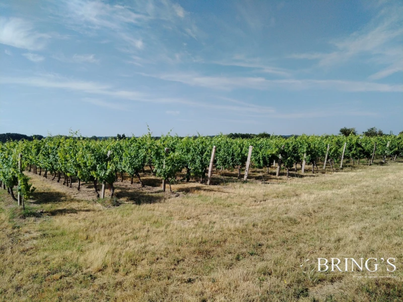 Vignoble.