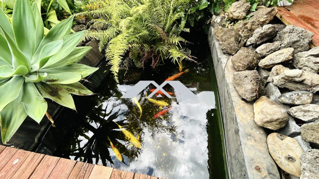 BASSIN CARPES KOI