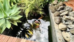 BASSIN CARPES KOI