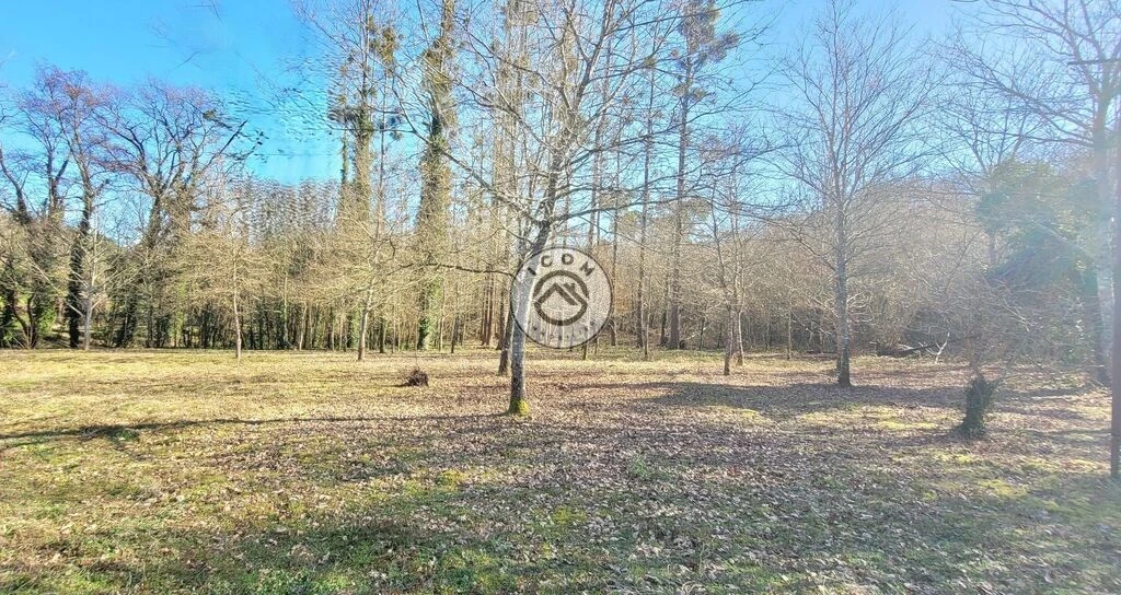 6 forêt