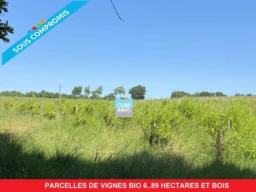#vignes #gers #bois