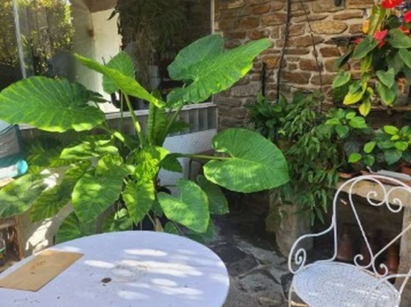 Terrasse arboré et conviviale