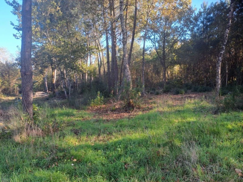 TERRAIN CONSTRUCTIBLE ST SAUVEUR ET FORESTIER