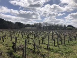 TERRAIN AGRICOLE 1,1 HECTARE AVEC BATIMEN