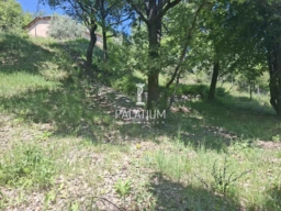 terrain