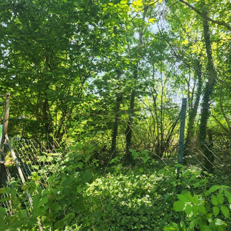 Terrain boisé 1