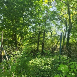 Terrain boisé 1