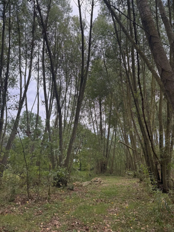 AGENCEIMMOBILIÈRE -THIRÉ-85210 TERRAIN-DE-LOISIRS À VENDRE n°4