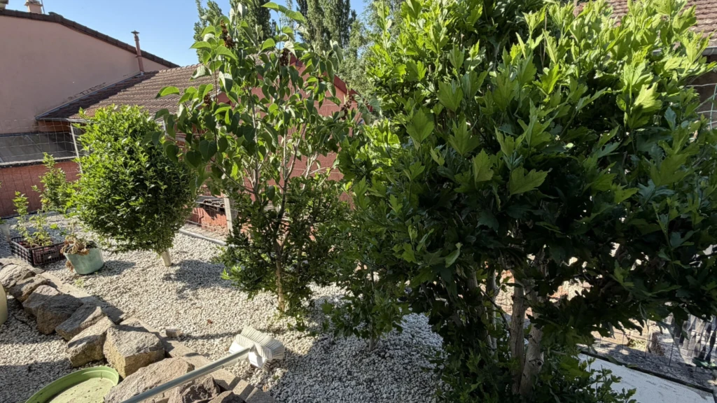 Photo 13