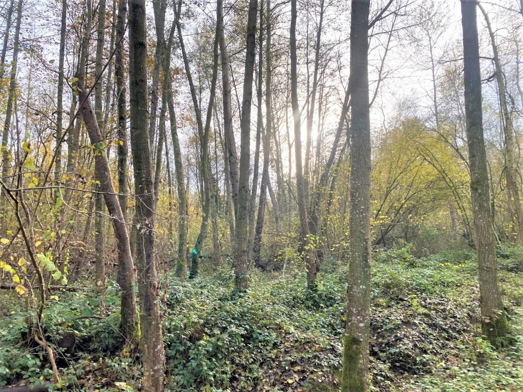 BOIS DE 23.5 HA SUD LAON 3