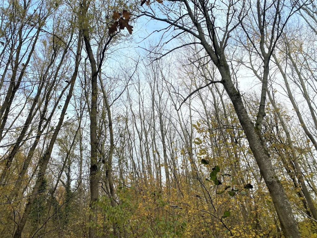 BOIS DE 23.5 HA SUD LAON 4