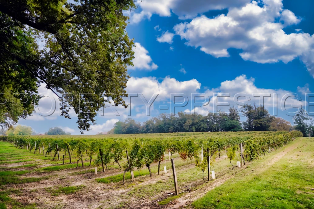 GERS EXPLOITATION AGRO-VITICOLE ARMAGNAC 130 HA 2