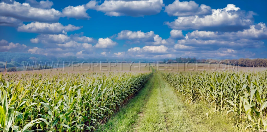 GERS EXPLOITATION AGRO-VITICOLE ARMAGNAC 130 HA 3