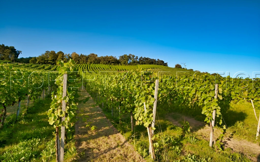 GERS EXPLOITATION AGRO-VITICOLE ARMAGNAC 130 HA 4