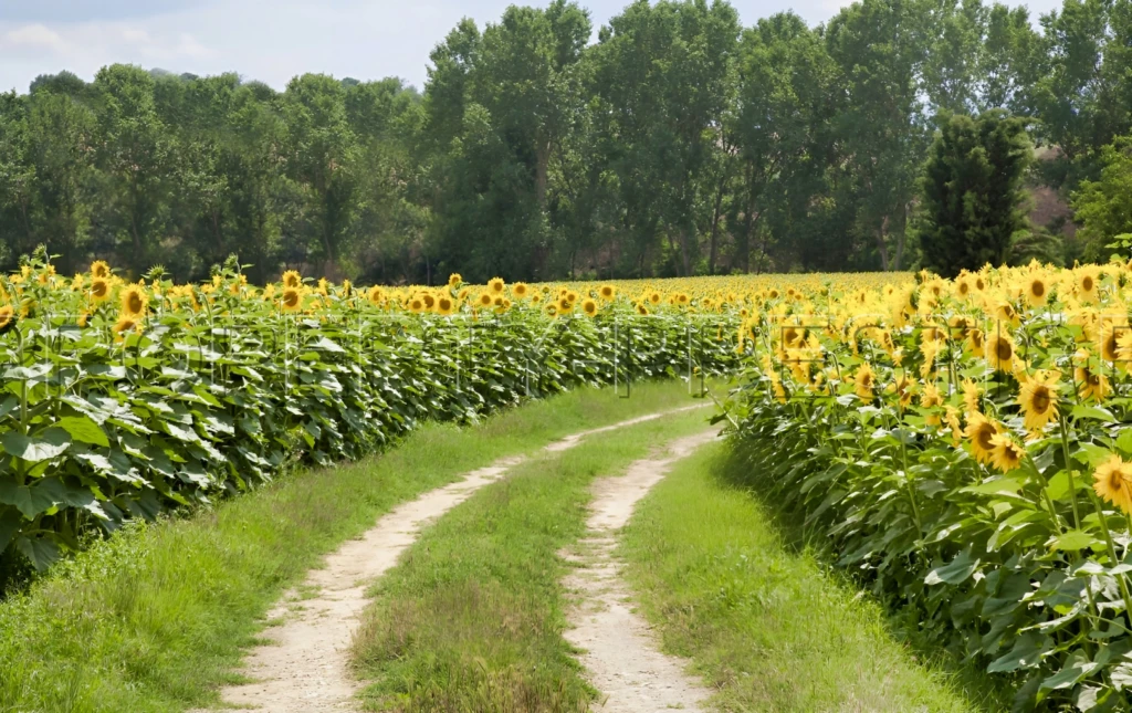 GERS EXPLOITATION AGRO-VITICOLE ARMAGNAC 130 HA 8