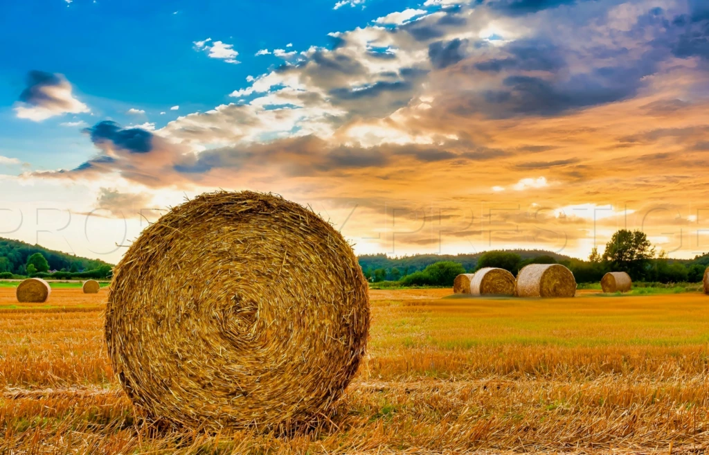 CHER PROPRIETE AGRICOLE 250 HA 3