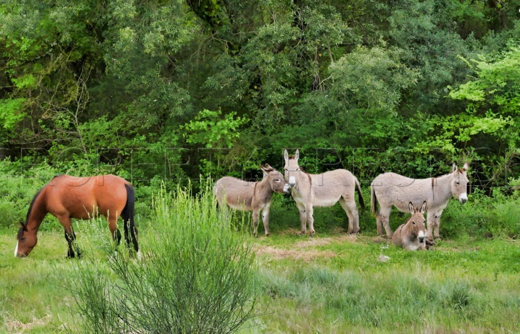 AUDE PROPRIETE ECOLOGIQUE GITES 180 HA 12
