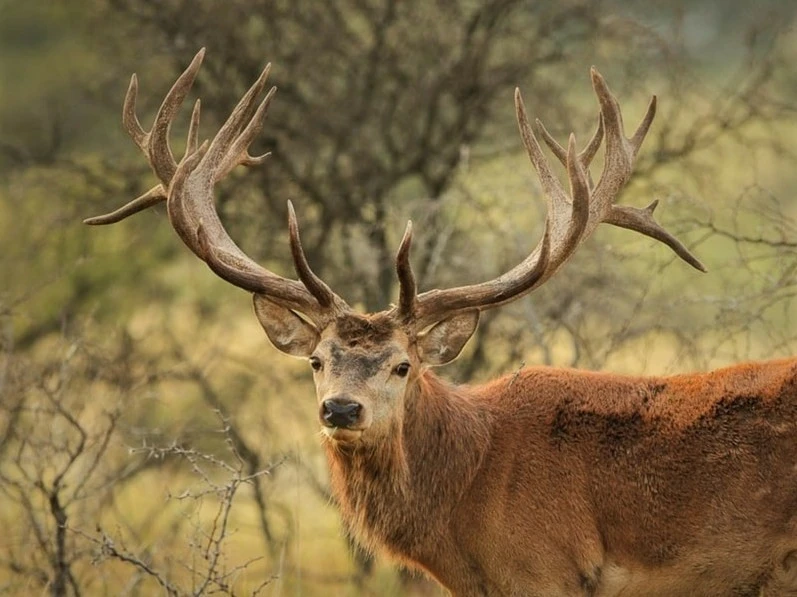 SUD-OUEST PROPRIETE AGRICOLE ET CHASSE 109 HA 2