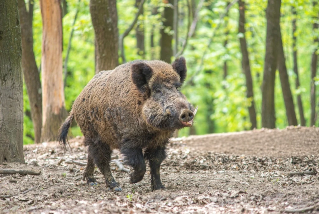 SUD-OUEST PROPRIETE AGRICOLE ET CHASSE 109 HA 3