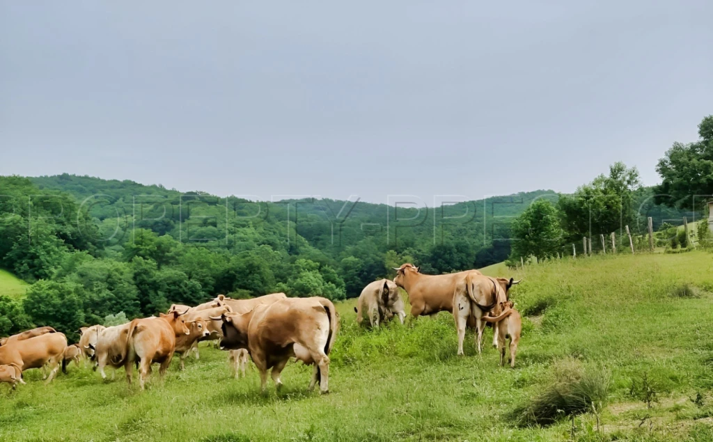SUD-OUEST PROPRIETE AGRICOLE ET CHASSE 109 HA 9