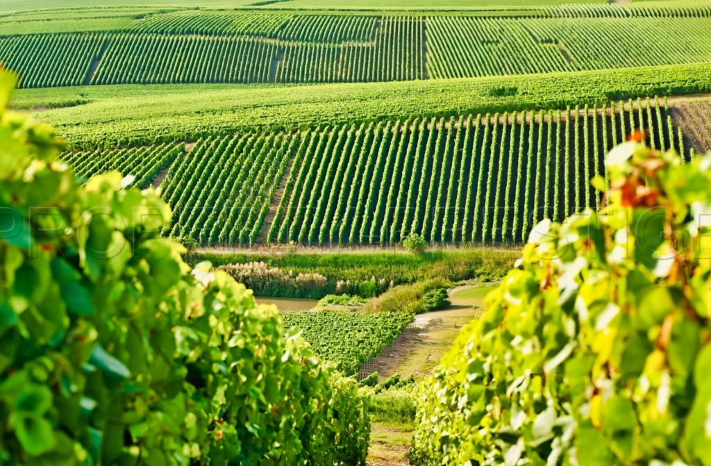 GERS PROPRIETE VITICOLE EN BAS ARMAGNAC 14 HA 1