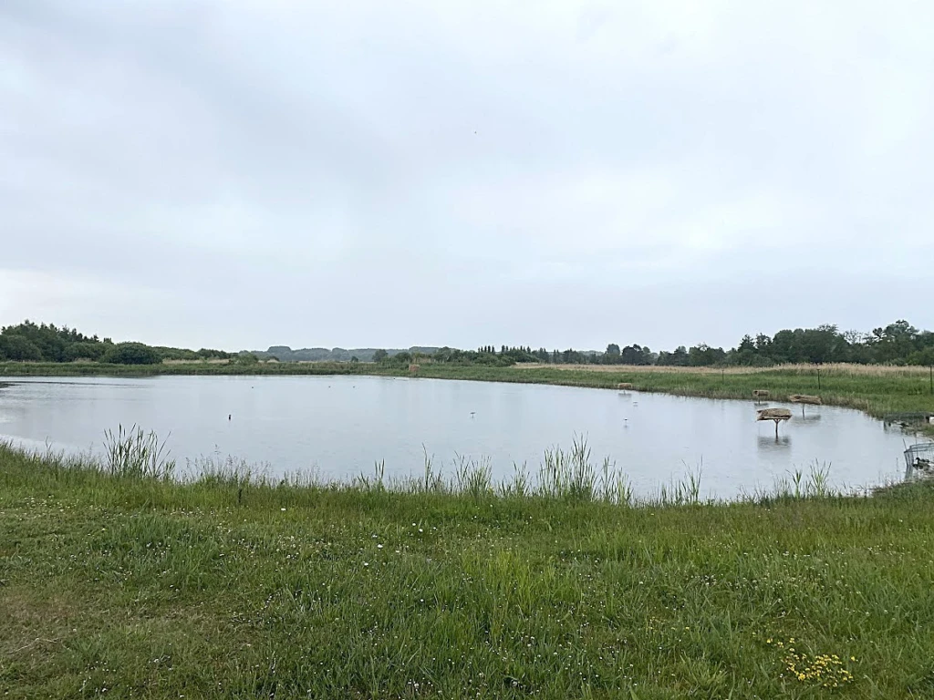 Hutte de chasse dans le marais de Merlimont 5