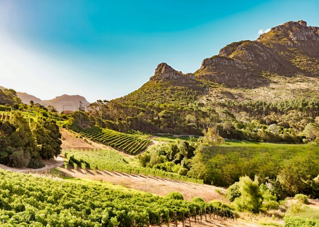 DOMAINE VITICOLE EN PROVENCE 200 HA 1