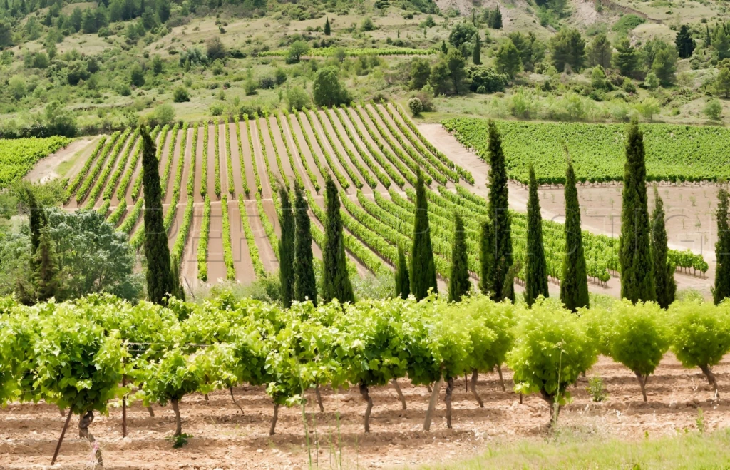 DOMAINE VITICOLE EN PROVENCE 200 HA 2