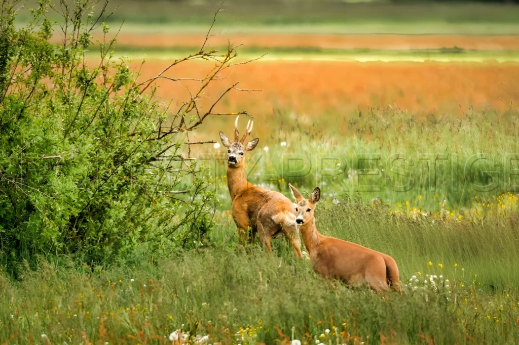 PROPRIETE CHASSE 230 HA HAUT VAR 2