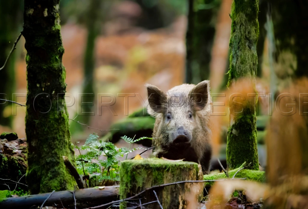 PROPRIETE CHASSE 230 HA HAUT VAR 3