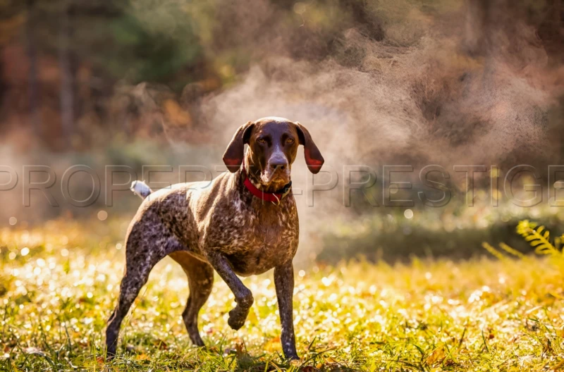 PROPRIETE CHASSE 230 HA HAUT VAR 5