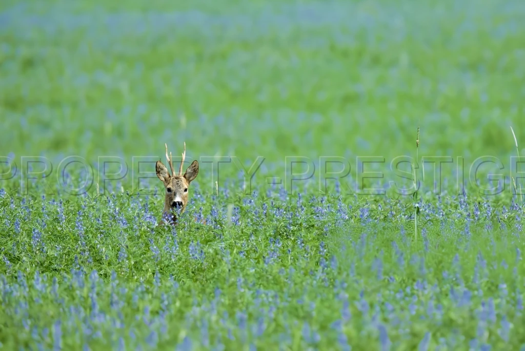 PROPRIETE CHASSE 230 HA HAUT VAR 6