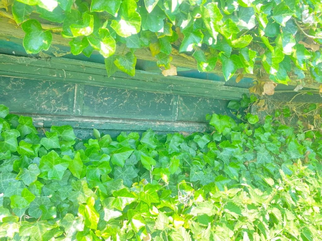 HUTTE DANS LE MARAIS DE GUINES (PAS DE CALAIS) 5