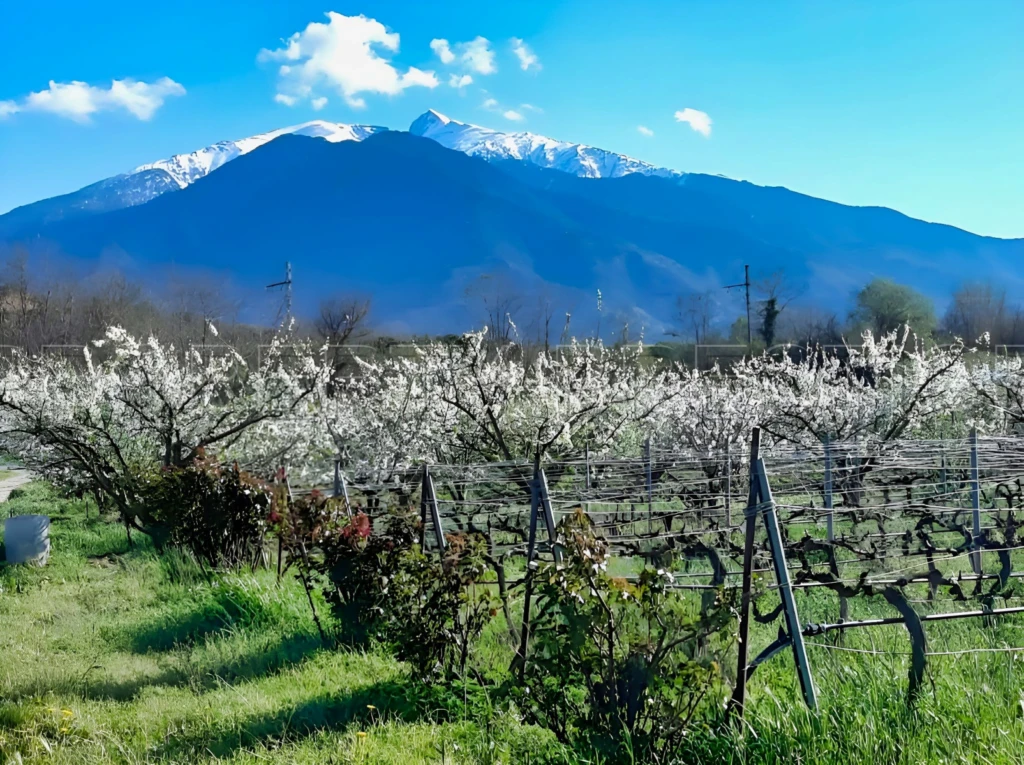 PYRENEES ORIENTALES DOMAINE ARBORICOLE 10.5 HA 16