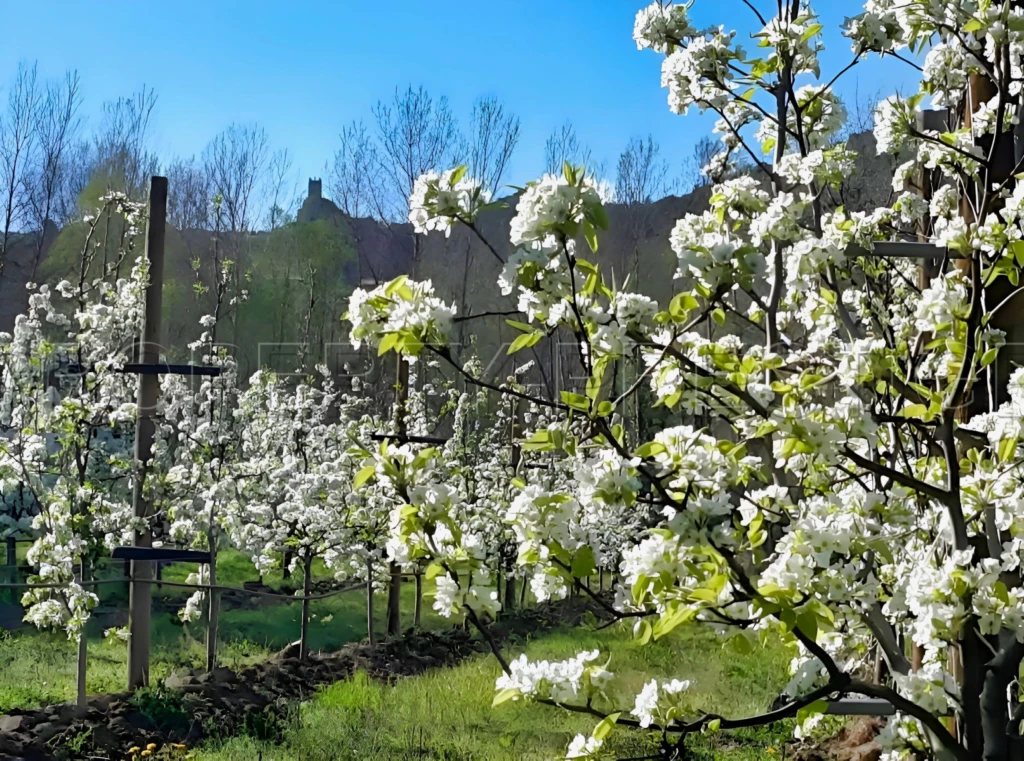 PYRENEES ORIENTALES DOMAINE ARBORICOLE 10.5 HA 17