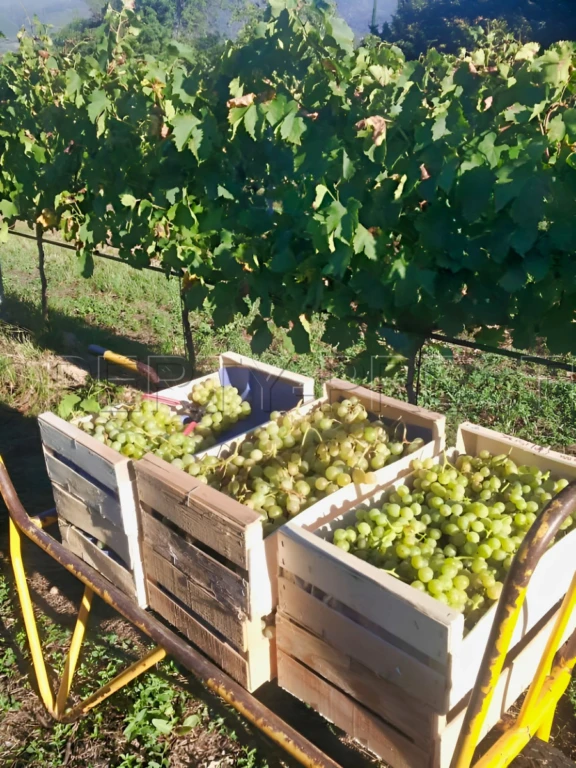 PYRENEES ORIENTALES DOMAINE ARBORICOLE 10.5 HA 14