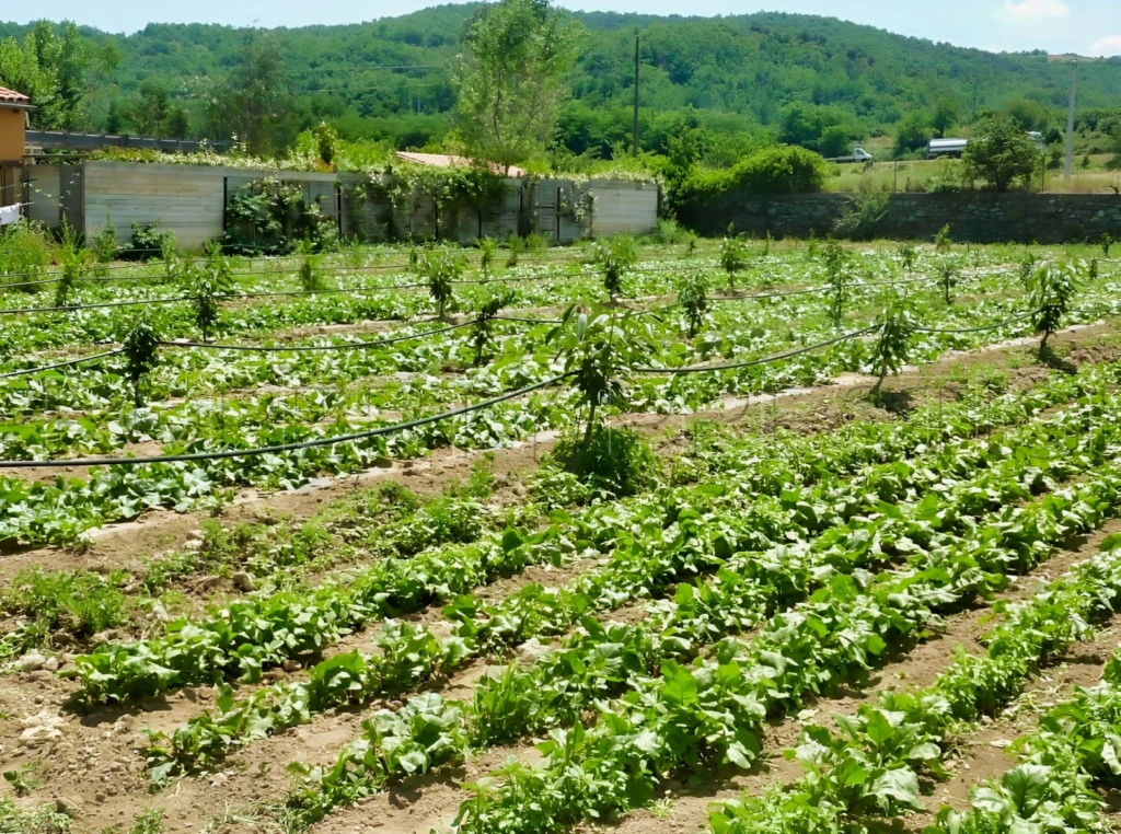PYRENEES ORIENTALES DOMAINE ARBORICOLE 10.5 HA 7