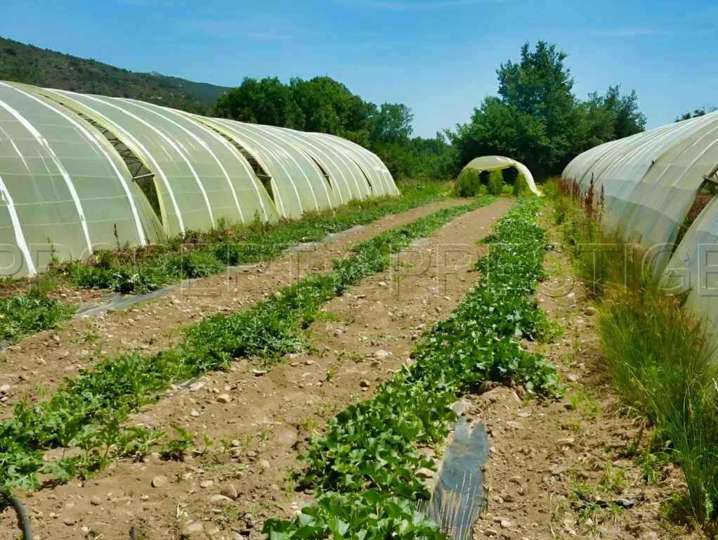 PYRENEES ORIENTALES DOMAINE ARBORICOLE 10.5 HA 8